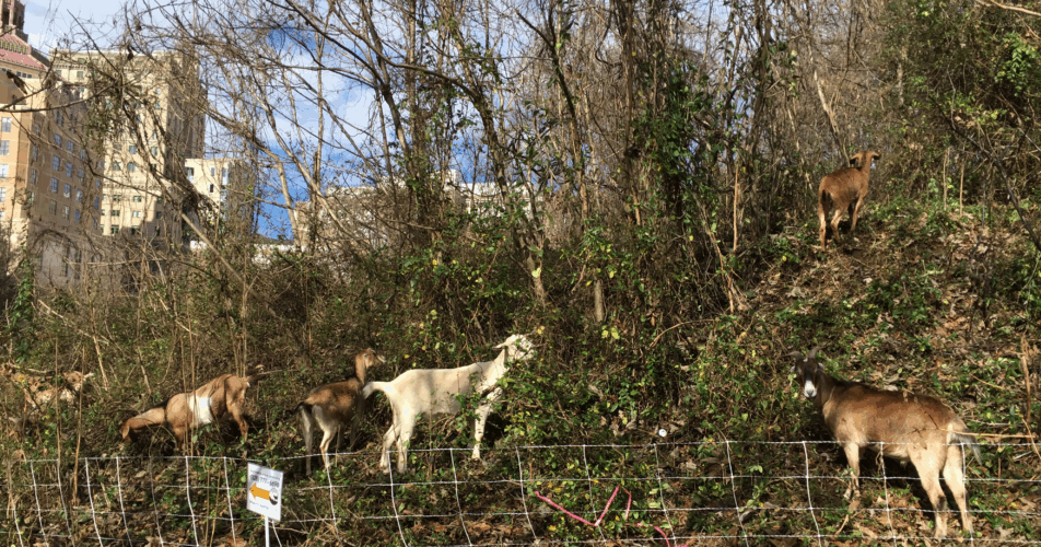 Goats and fire: How Asheville's Parks & Rec manages vegetation