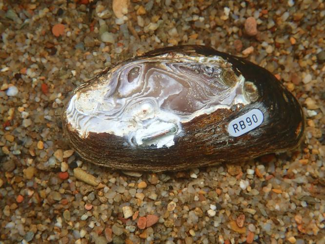 Early mussel restoration efforts show promise on Abrams Creek | Outdoor ...