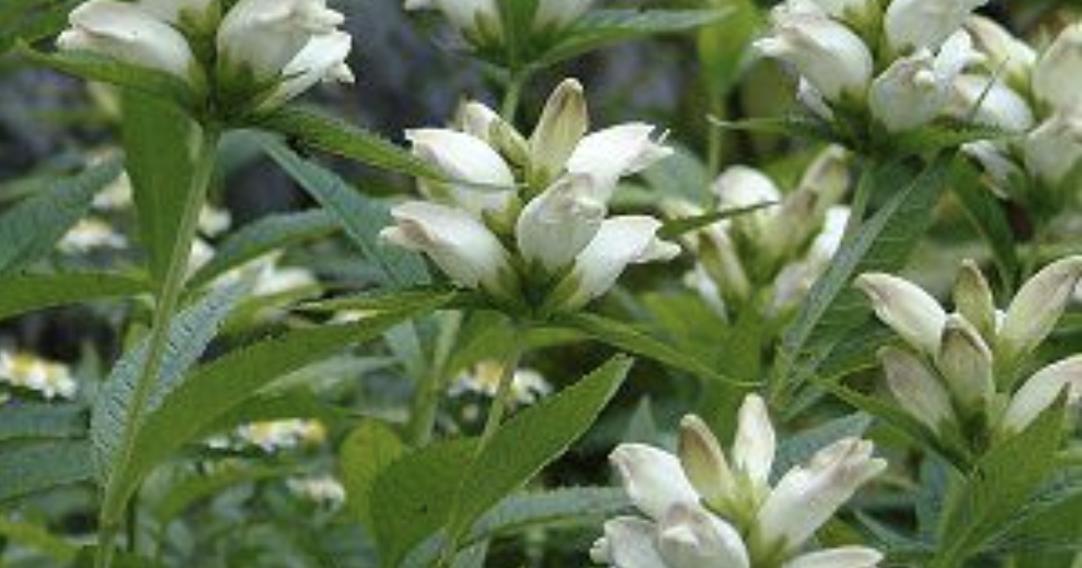 All in the family: Learn to recognize common plant families at the Asheville Botanical Gardens