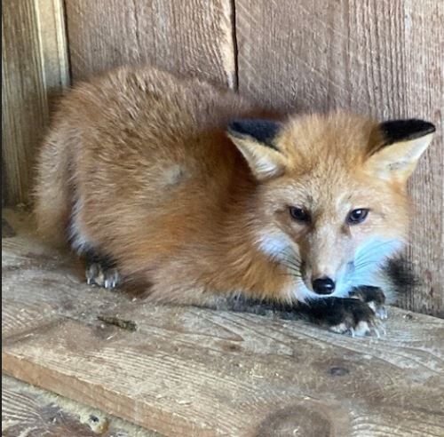 Red Foxes Return to Nature Center in Time for Holiday | Arts |  