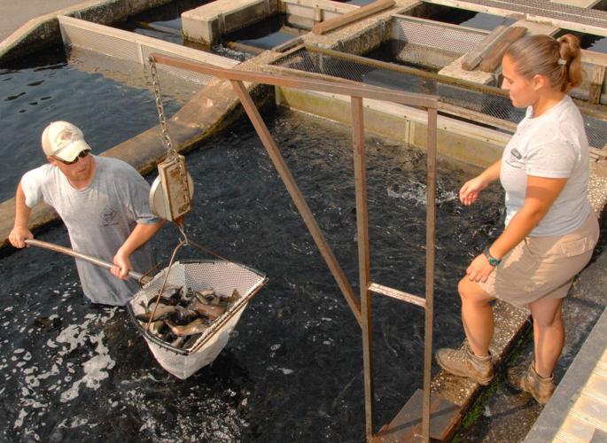 As state's largest trout hatchery begins renovation, what's in store ...