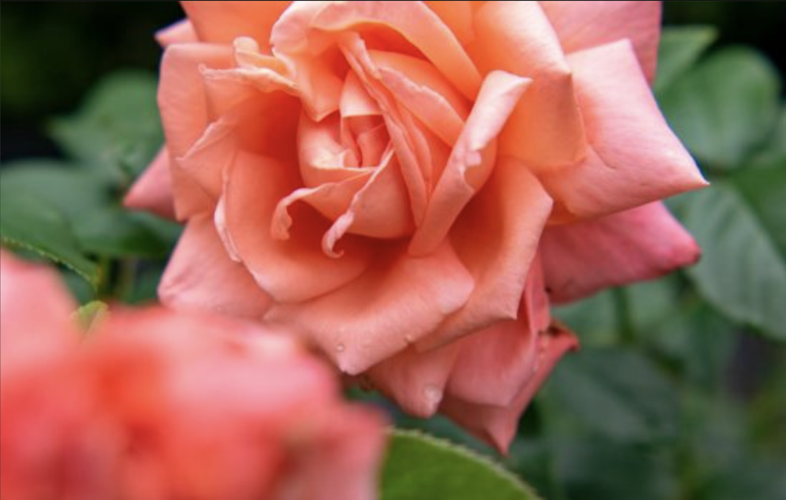 Rise to the occasion with Rose Exhibition at the N.C. Arboretum ...