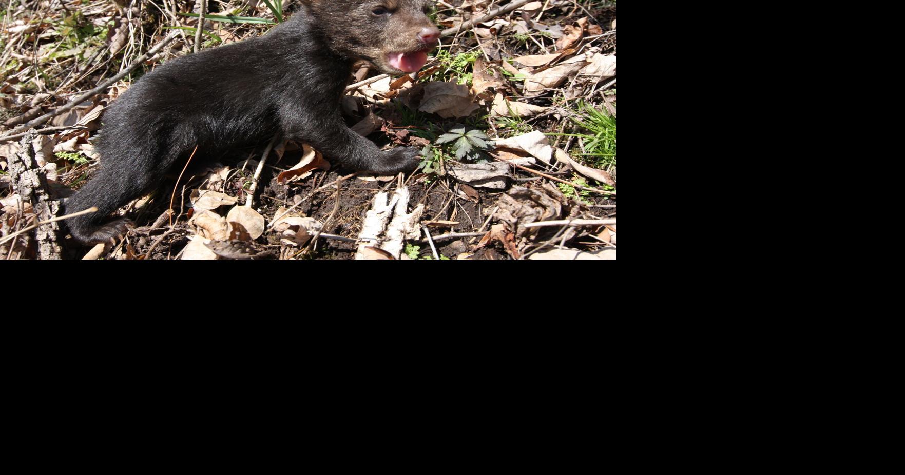 Spring is here and so is the wildlife | Outdoor | biltmorebeacon.com
