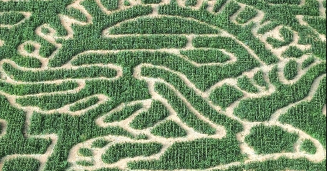 Corn Maze returns after Helene-induced cancellation