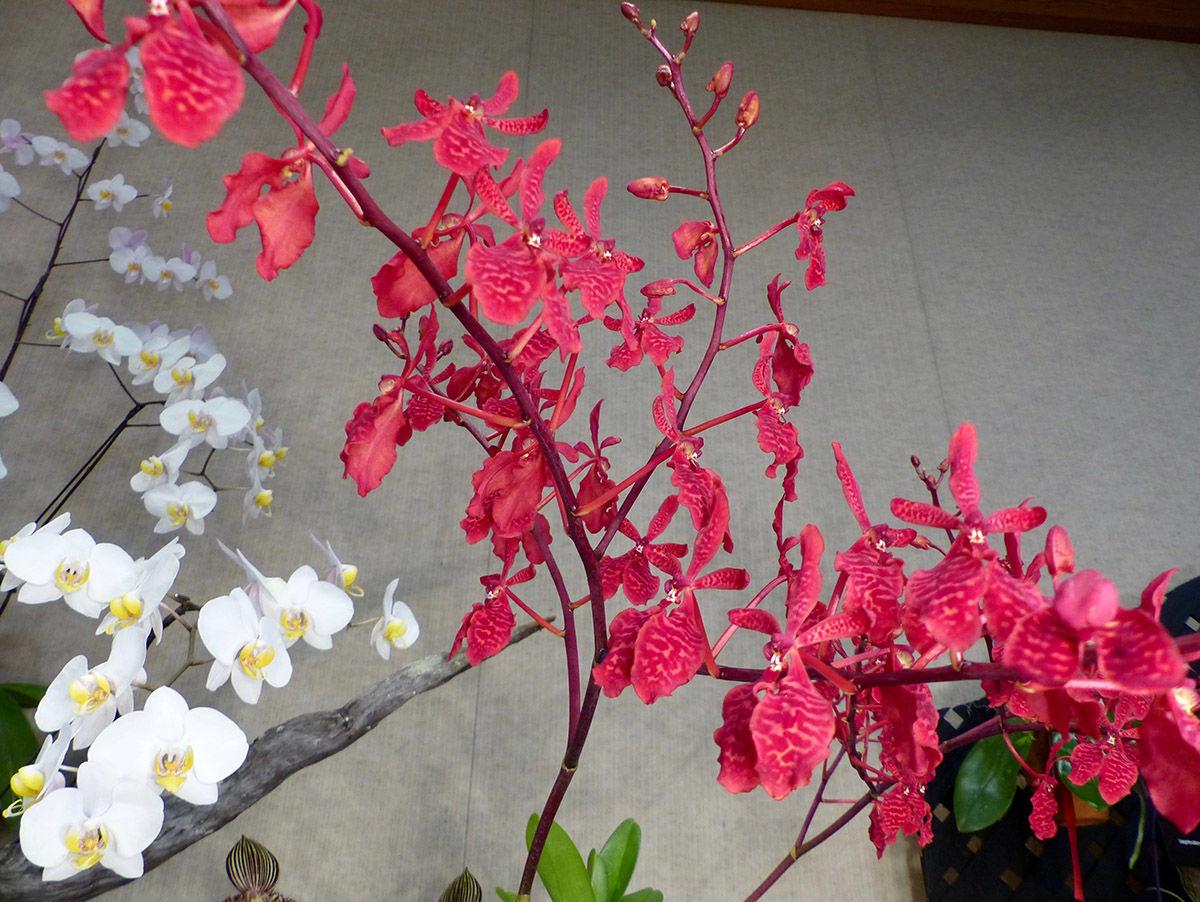 Orchid Festival Asheville Nc