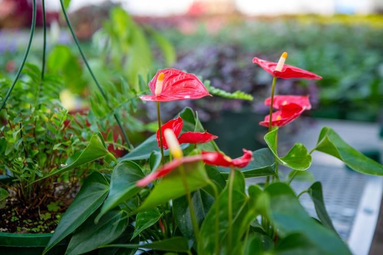 Annual plant sale at Lake Junaluska News