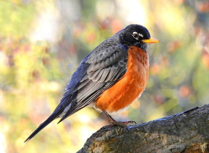 American Robin Overview, All About Birds, Cornell Lab of Ornithology
