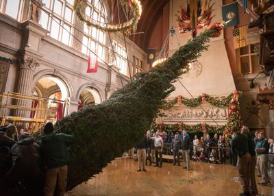 Biltmore Christmas Tree Raising 2022 Biltmore's Christmas Tree-Raising Day Will Be Virtual | Arts |  Biltmorebeacon.com