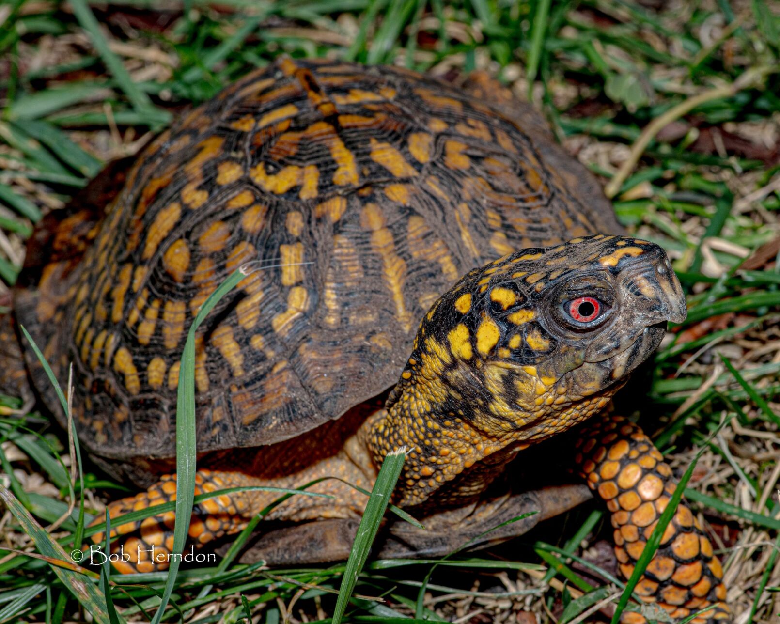 Road to glory: The eastern box turtle’s path to state symbol status ...