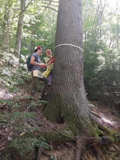 Hemlock tree in Holmes Educational State Forest