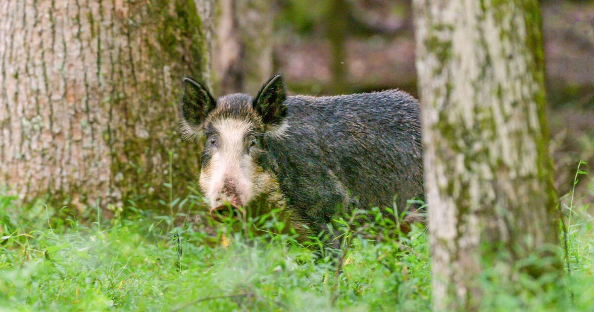 Managing invasive wild hogs is a never-ending job