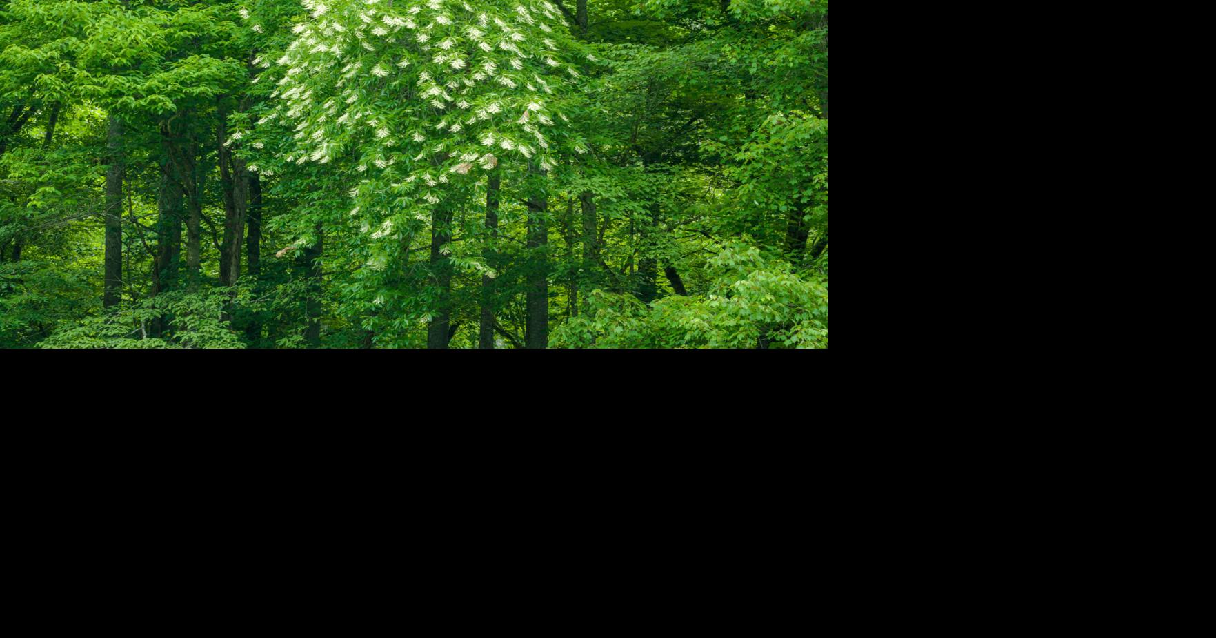 Sweet and sourwood honey