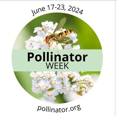 A Guided Walk to Celebrate Pollinator Week | Announcements ...
