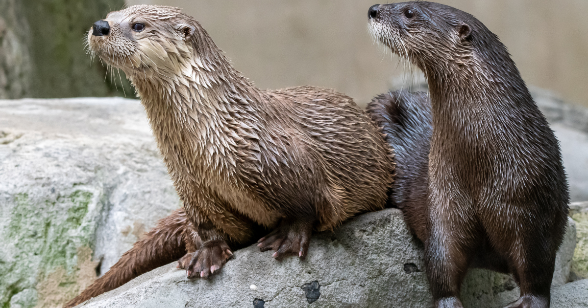 Otter Joy: WNC Nature Center's new otter Anakin bonds with longtime ...