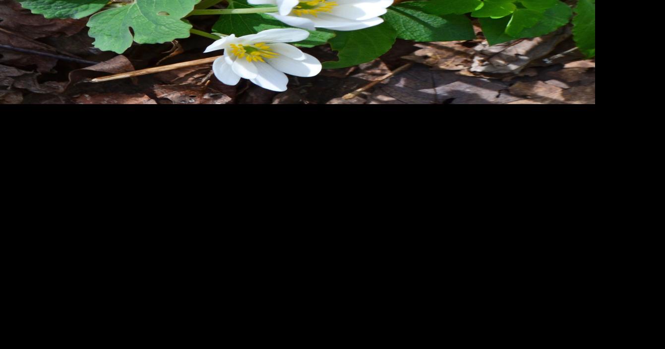 Where to Find Early Spring Wildflowers in Bloom | News | biltmorebeacon.com