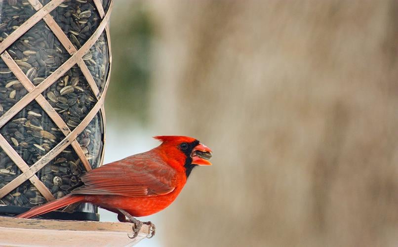 seeing dead red cardinal｜TikTok Search