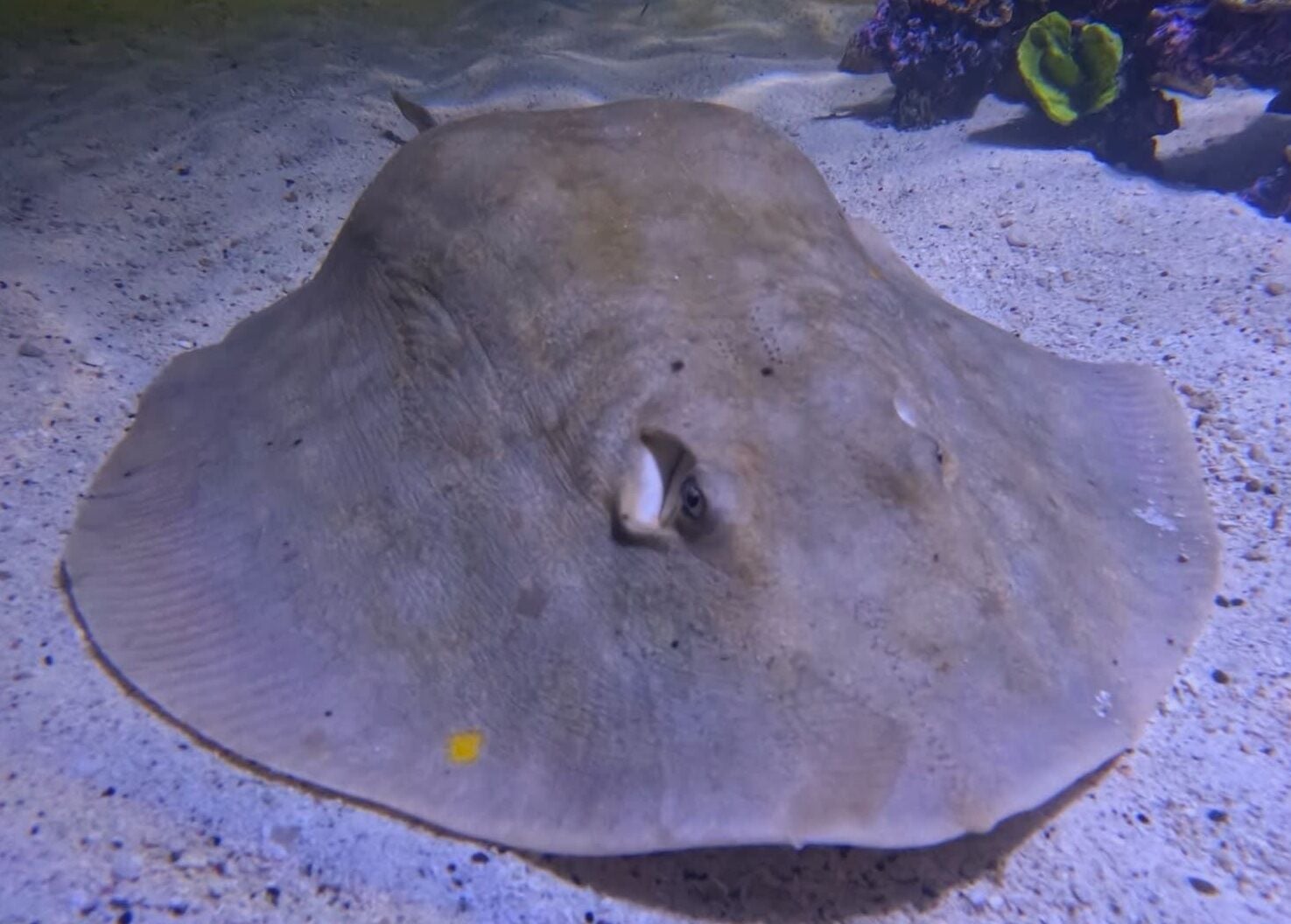 Local Stingray Mystifies With Her Self-Pregnancy | Community ...