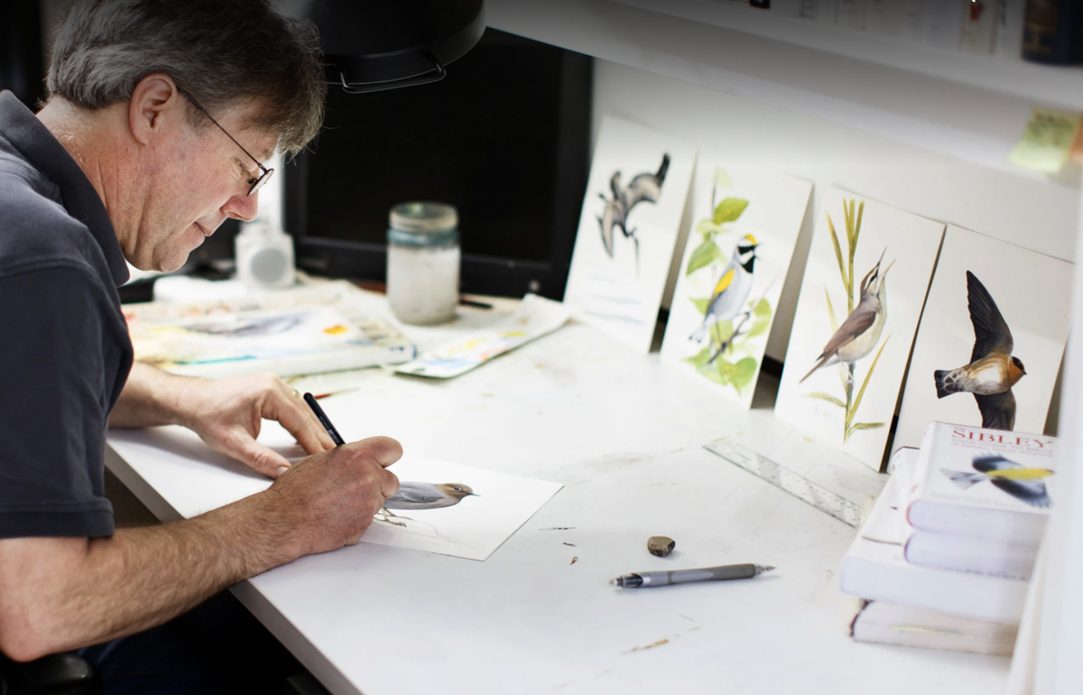 How to Draw a Bird the David Sibley Way - The New York Times