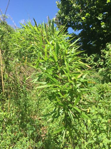 433 acres in Yancey County protected for habitat, water resources ...