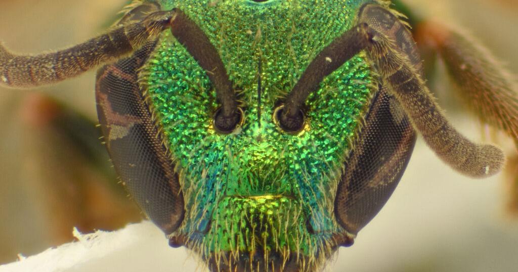 Discover Life in America marks milestone in species inventory project ...