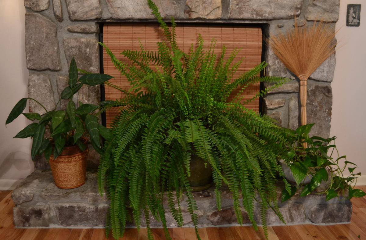 Roost Home Watch Can Give Homeowners Peace Of Mind News Biltmorebeacon Com