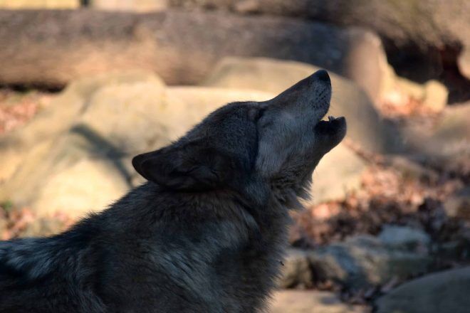 How About Howl-O-Ween-ing with Live Wolves? | Community ...