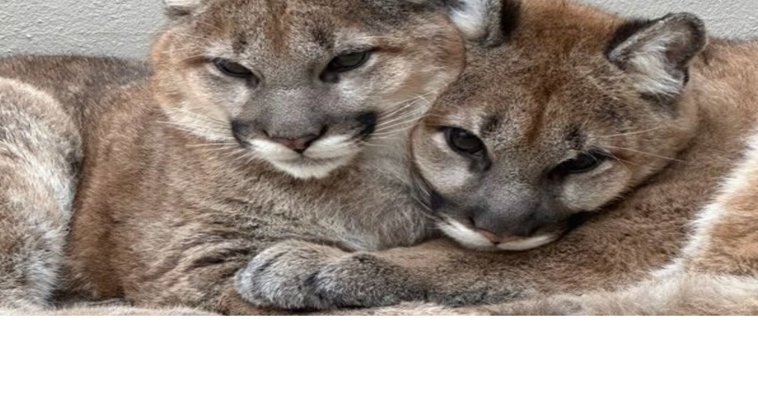 Meet the new cougar cubs at WNC Nature Center | Outdoor ...