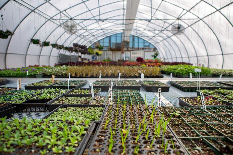 Annual plant sale at Lake Junaluska News