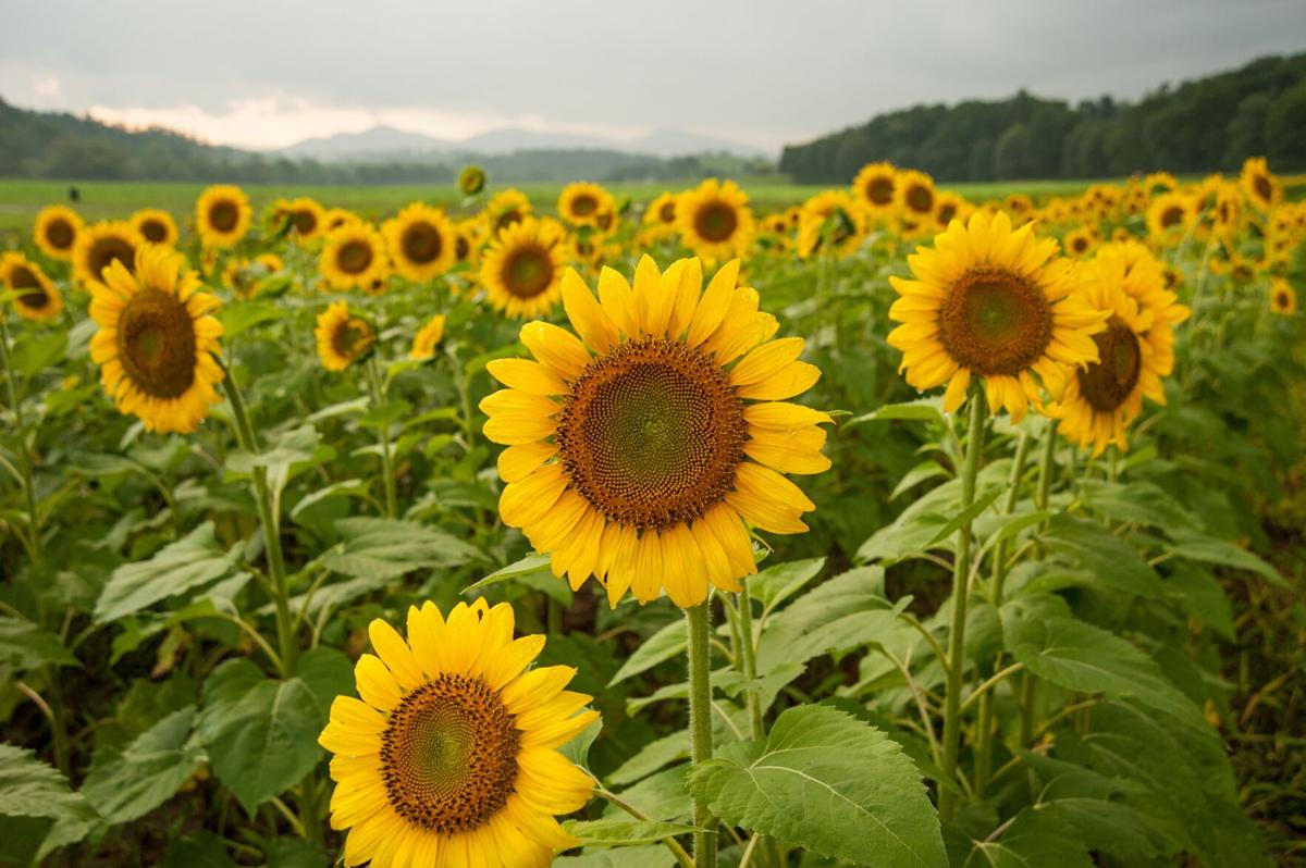 Biltmore Estate Sunflowers in Bloom Arts
