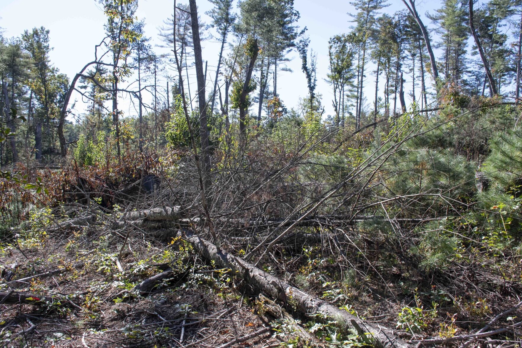Blue Ridge Parkway lane closures planned to clear Helene debris ...