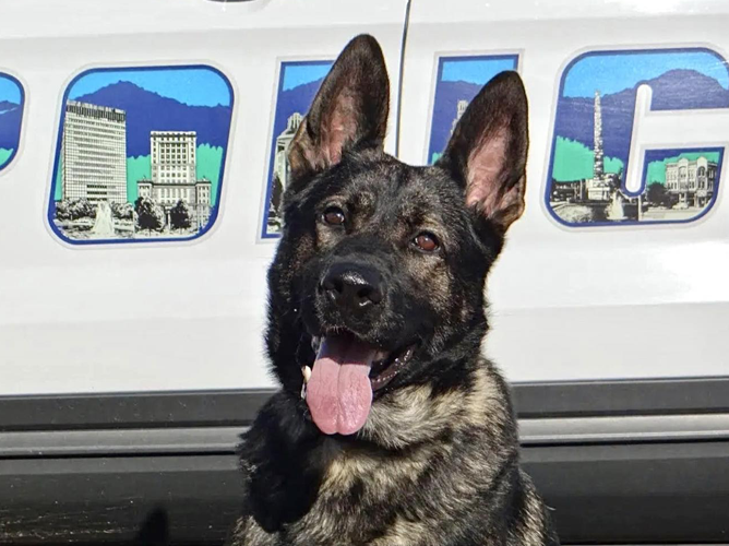 Drone and K9 locate home invasion suspect in Biltmore Village | News ...