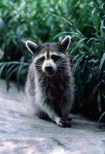 USDA reduces rabid raccoons in Buncombe, Henderson Counties | News ...
