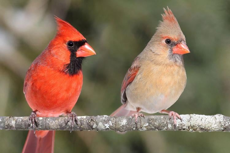 seeing dead red cardinal｜TikTok Search