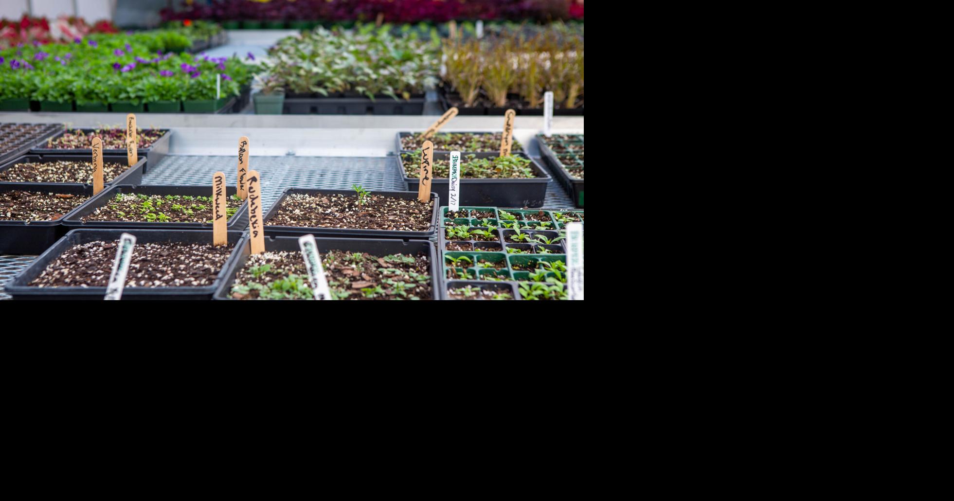 Annual plant sale at Lake Junaluska News