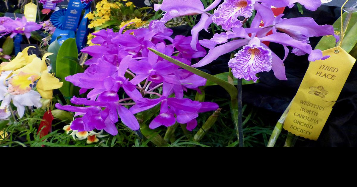 An Orchid Expedition Be dazzled by the Asheville Orchid Festival April
