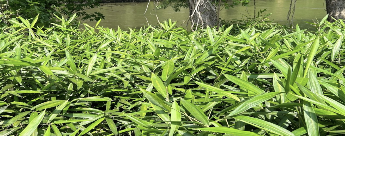 Native river cane restoration rooted in Cherokee culture and ecology ...