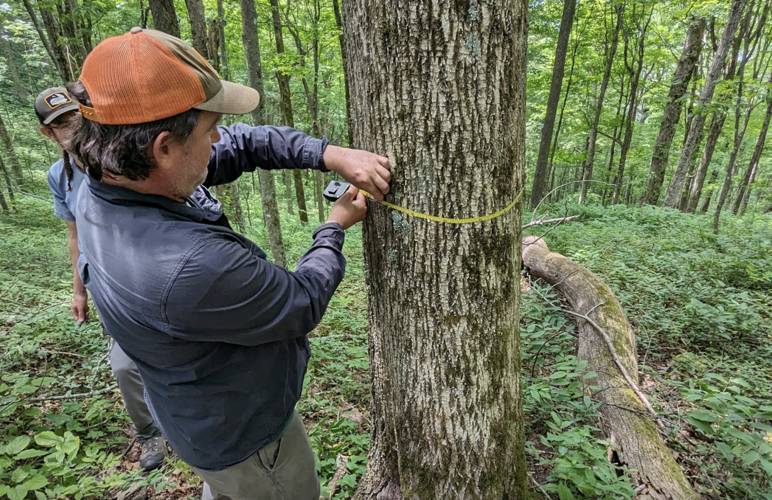 Racing to save white ash trees from extinction in WNC mountains ...