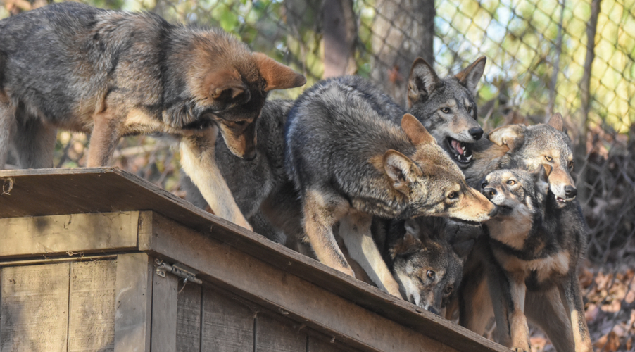 WNC Nature Center celebrates 100 years of animal education and ...