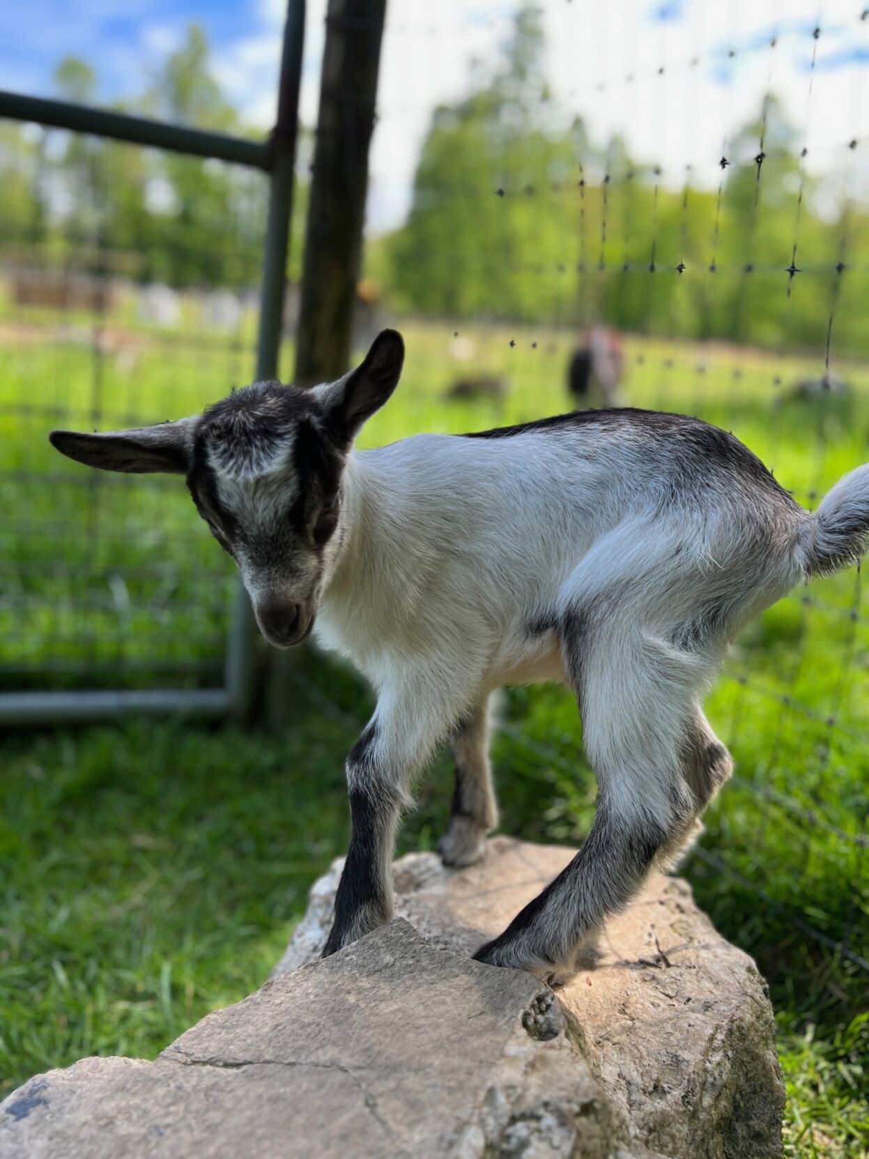 Goat Cheese: More Than Meets the Eye | Business | biltmorebeacon.com