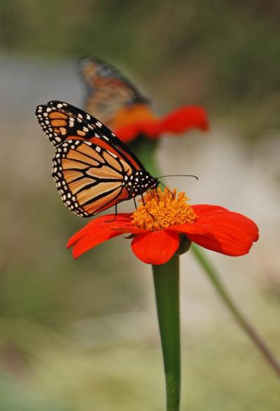 Plant a Pollinator Garden and Enjoy the Many Benefits