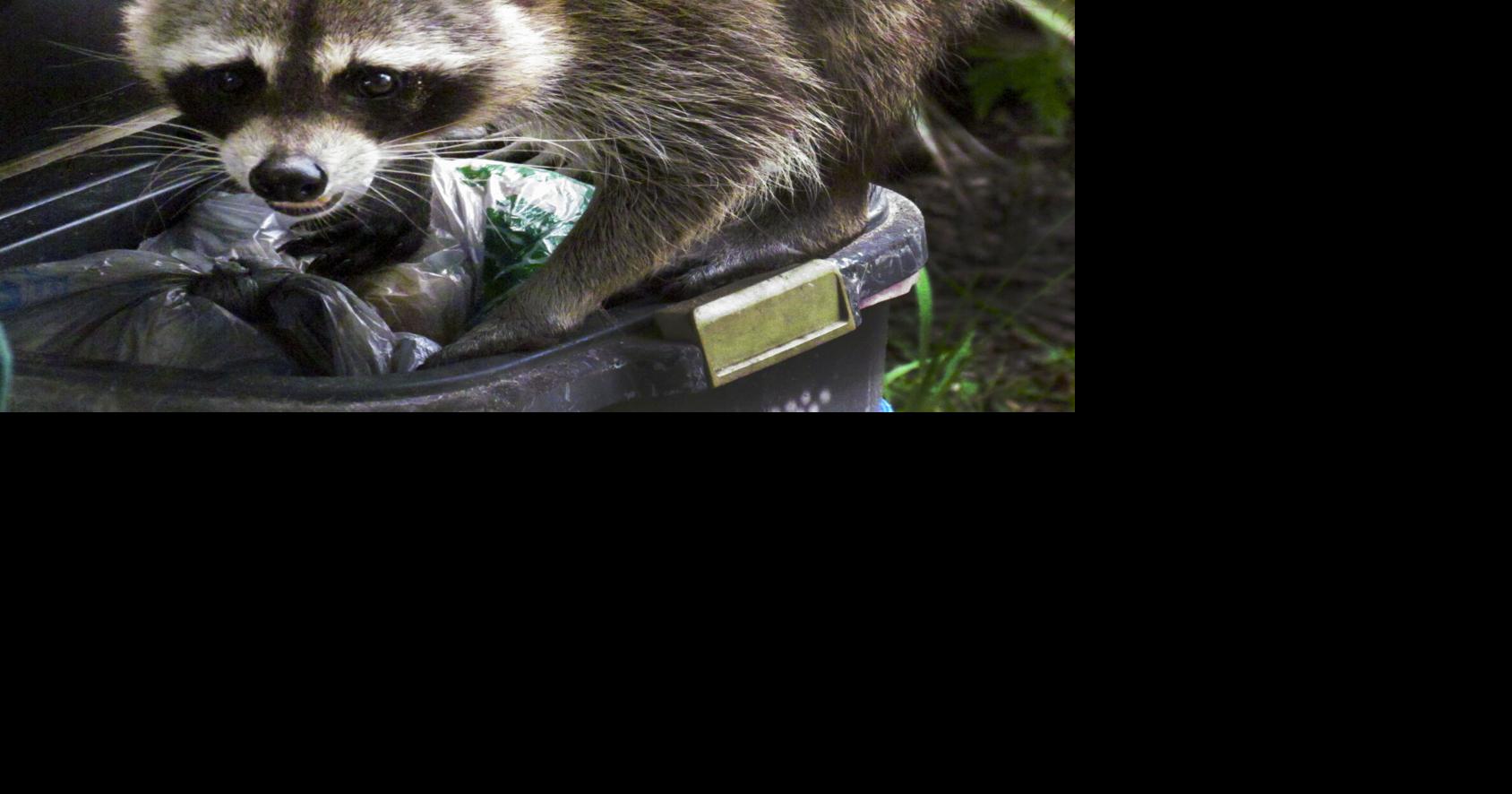 USDA reduces rabid raccoons in Buncombe, Henderson Counties | News ...