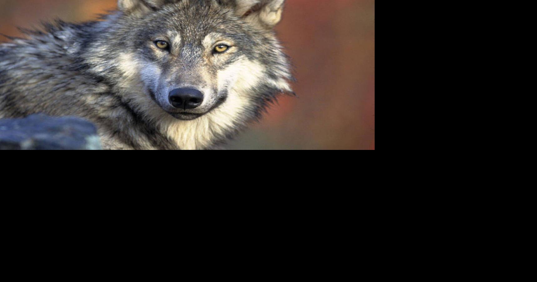 Bill seeks to reestablish wolf population goal in Wisconsin