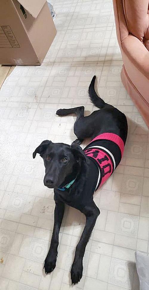 Dog Saves Owner's Life In House Fire