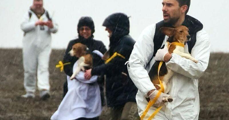 Activists telegraph another Ridglan Farms raid as part of strategy to ‘rescue’ beagles