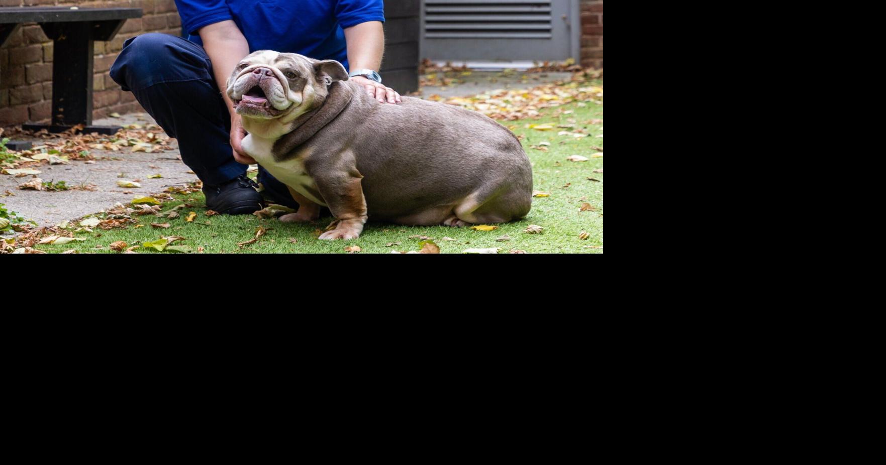 Rescue who weighed same as baby hippo sheds pounds, finds home
