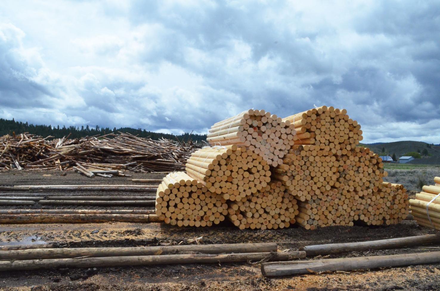 PROGRESS: New growth emerging in timber industry | Progress