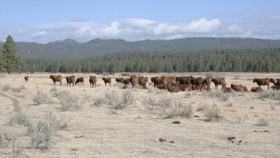 Cattle on the Malheur National Forest