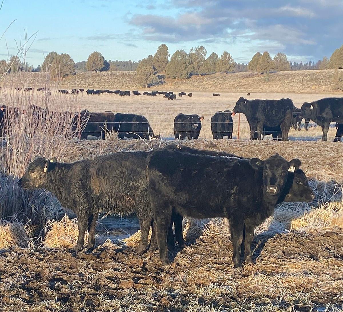 CR Hartzell cattle.jpg