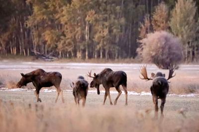 101619 Dawn moose.jpg