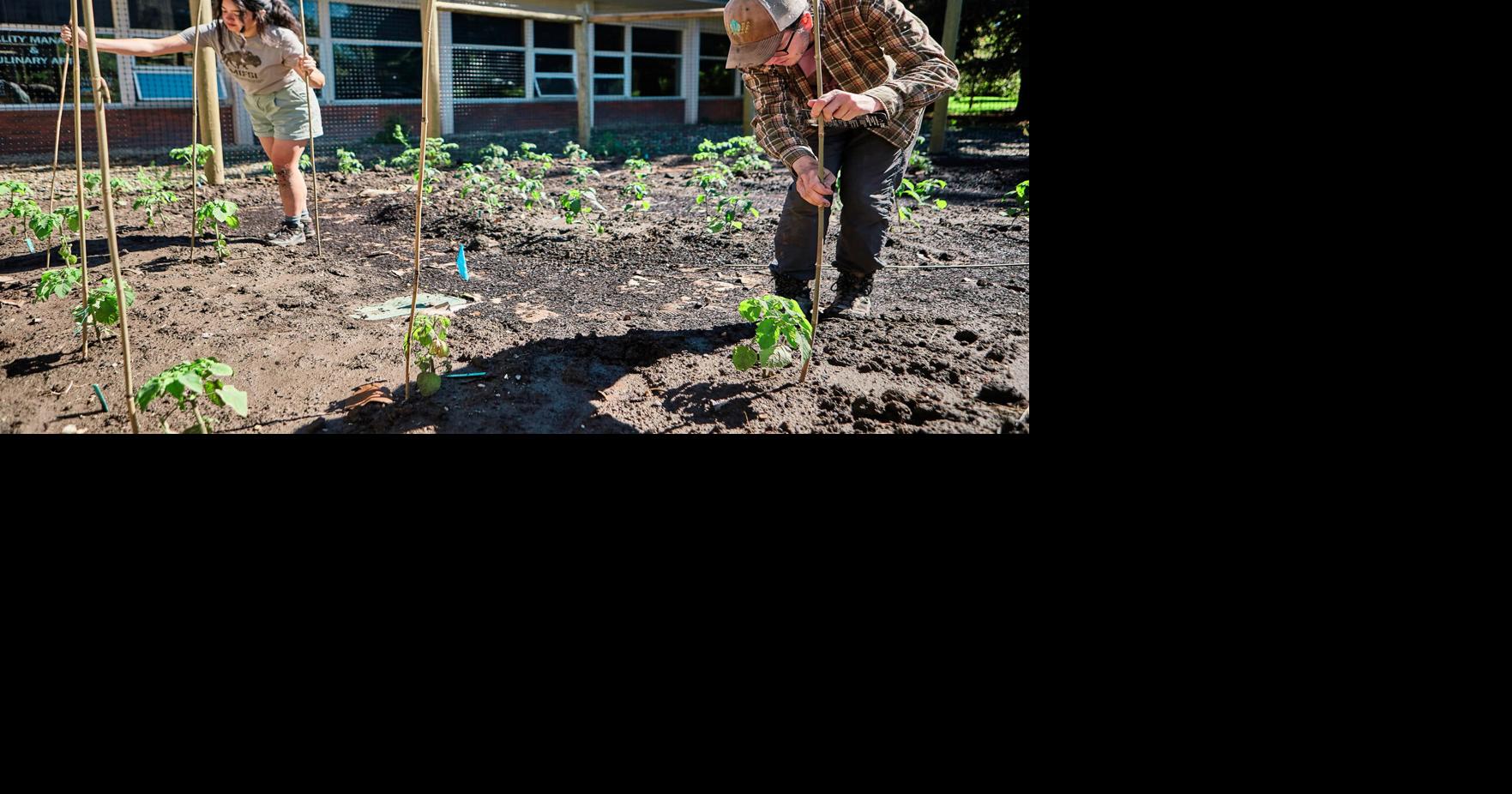 Food Sovereignty Movement Sprouts as Bison Return to Indigenous